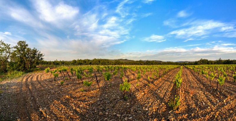 Cinsault AOP, vignoble du domaine