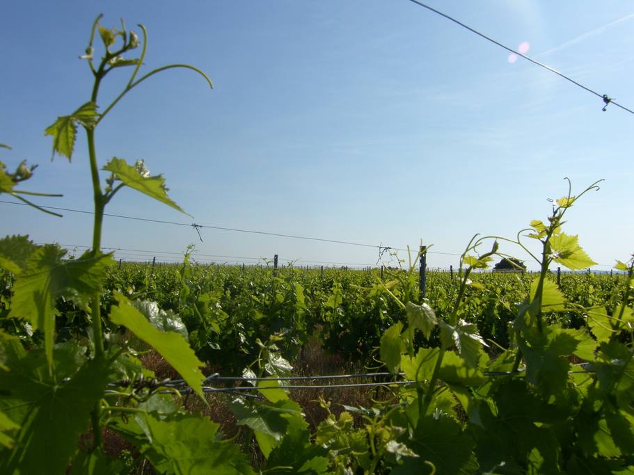 Les vignes entourant le domaine